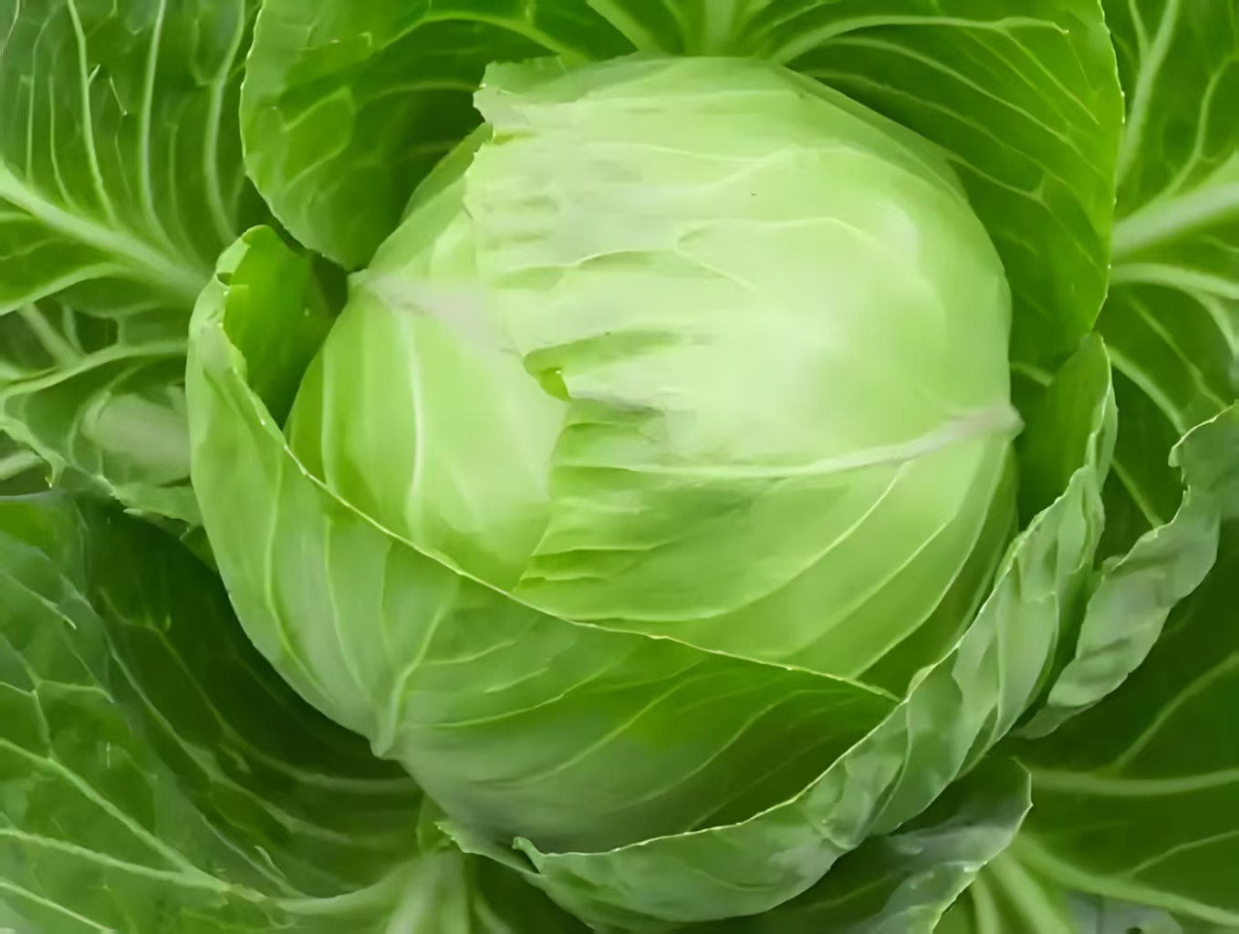The extraordinary charm of ordinary cabbage
